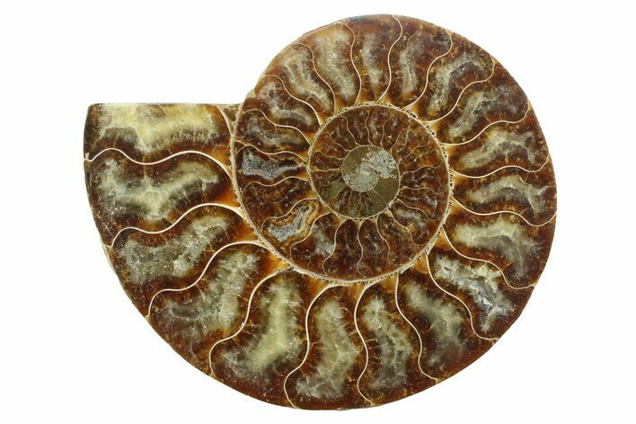 Cut & Polished Ammonite Fossil (Half) - Madagascar #354144